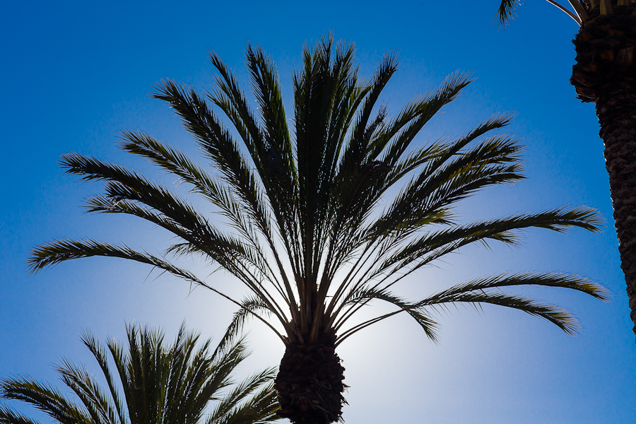 San Diego hat viele Palmen